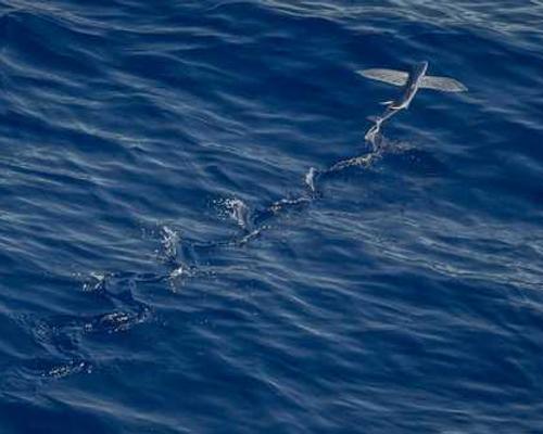 8 Moving and Meaningful Nonfiction Books About Pets