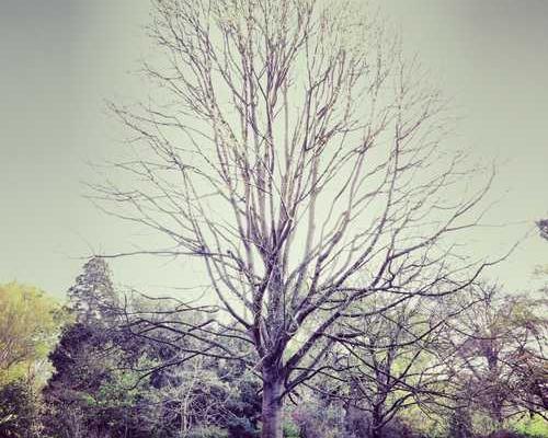 Older Women Leading Historical Fiction (Plus a Bonus for All Access Members)